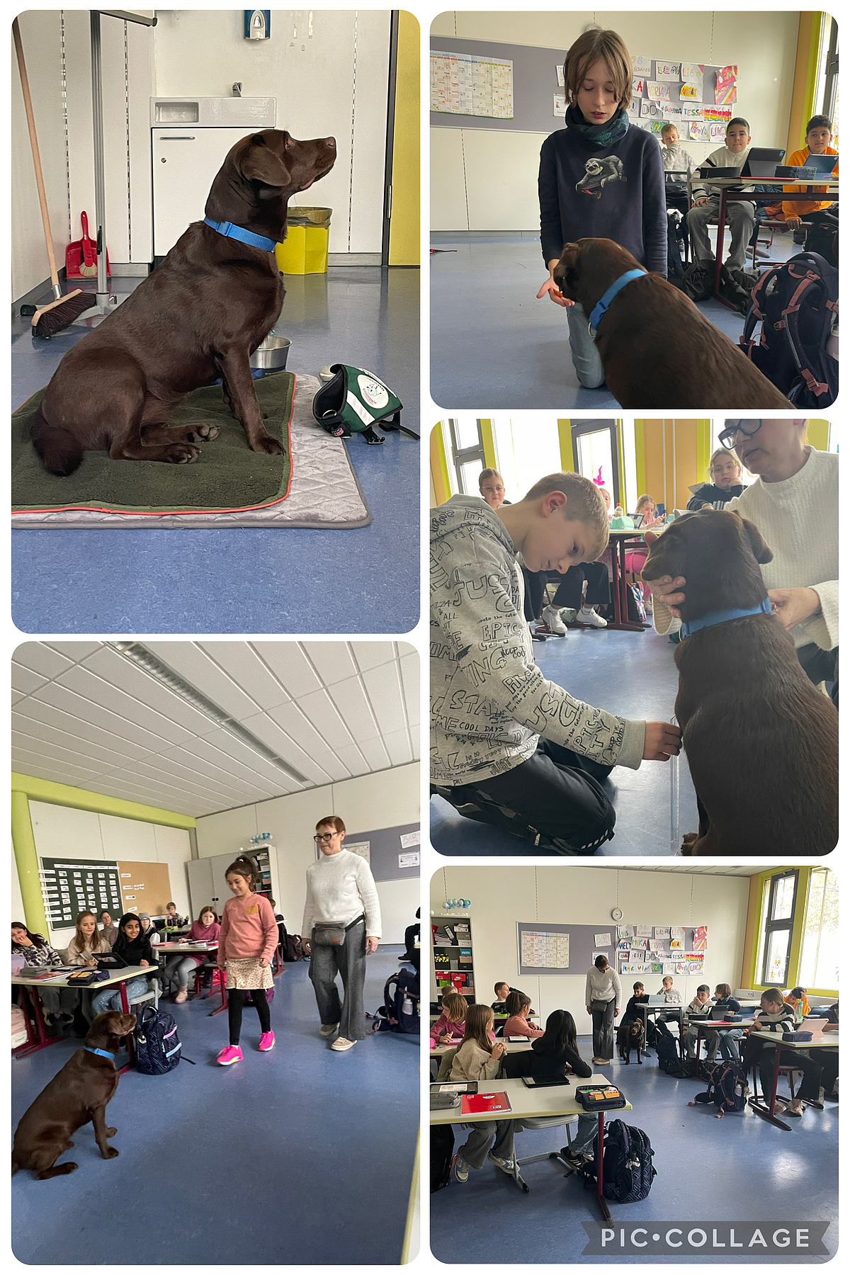 Rochus-Realschule plus mit Fachoberschule Grafik
